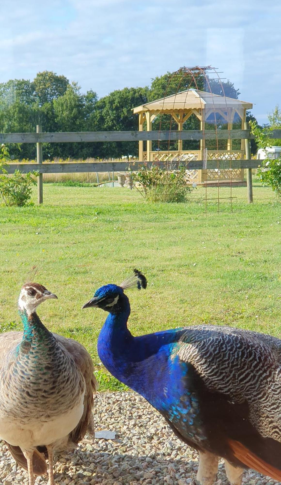 La Ferme De Lec'H Hameury Bed & Breakfast Plestin-les-Grèves Dış mekan fotoğraf